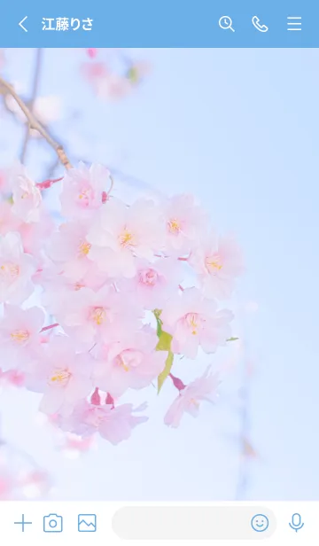 [LINE着せ替え] Real double cherry blossom #8-5の画像2