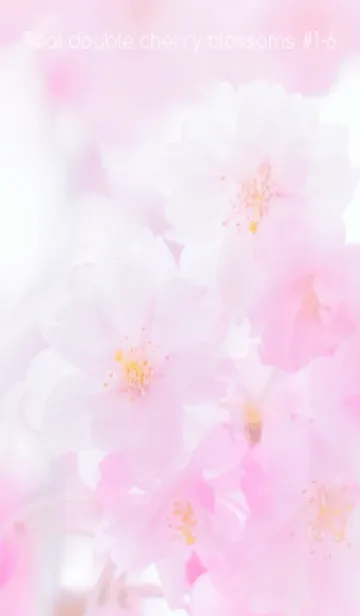 [LINE着せ替え] Real double cherry blossom #1-6の画像1