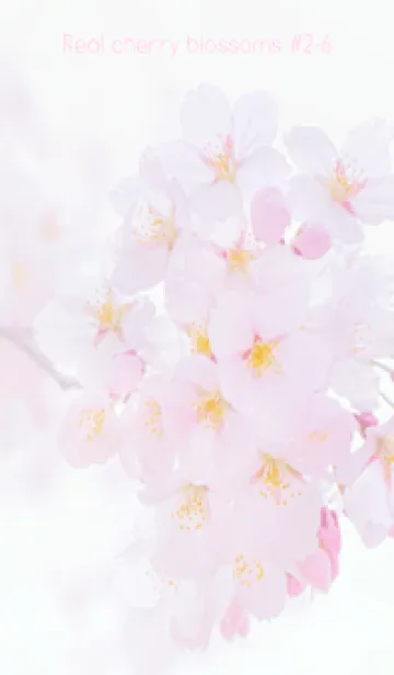 [LINE着せ替え] Real cherry blossom #2-6の画像1