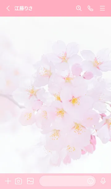[LINE着せ替え] Real cherry blossom #2-6の画像2