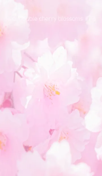 [LINE着せ替え] Real double cherry blossom #2-6の画像1