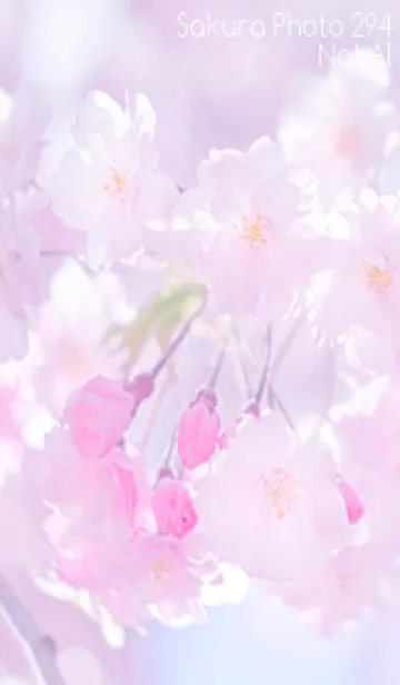 [LINE着せ替え] Sakura Photo 294 Not AIの画像1