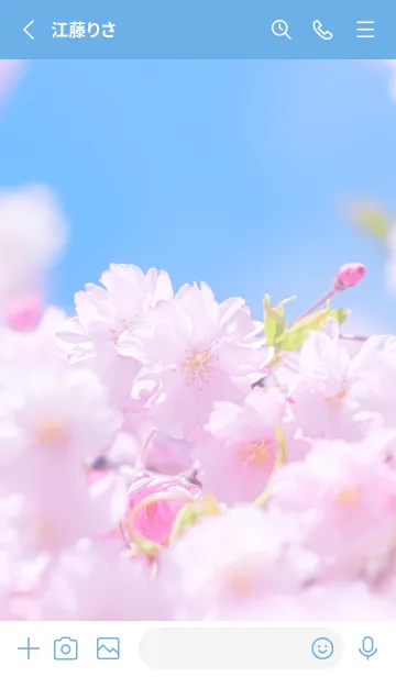 [LINE着せ替え] Sakura Photo 295 Not AIの画像2