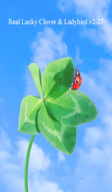 [LINE着せ替え] 本物ラッキークローバー & Ladybird #2-27の画像1