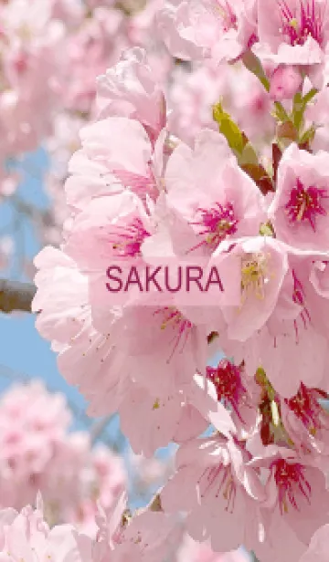 Spring is almost here. SAKURA.45の着せ替えメイン画像