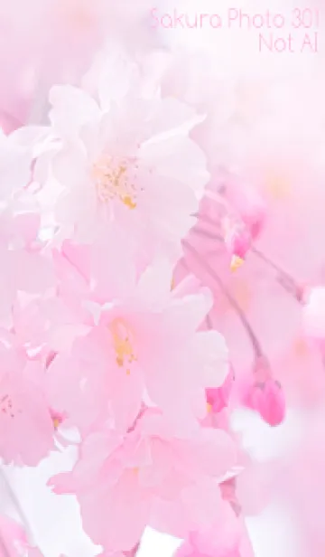 [LINE着せ替え] Sakura Photo 301 Not AIの画像1
