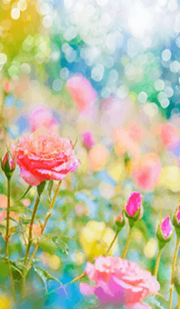 [LINE着せ替え] 薔薇(バラ)の花の着せかえ(R3648)の画像1