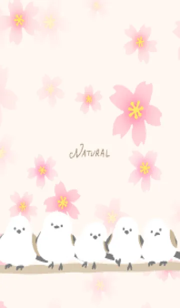 [LINE着せ替え] シマエナガ 桜咲く20の画像1