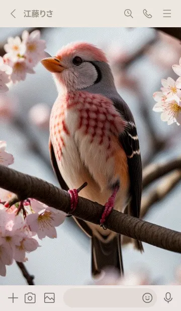 [LINE着せ替え] 浮世絵桜の季節 anakwの画像2