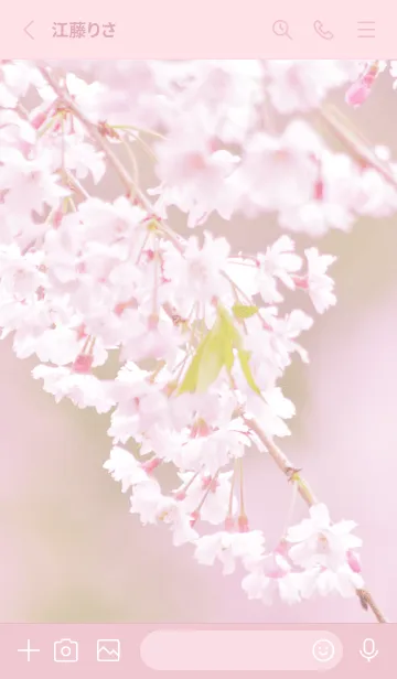 [LINE着せ替え] 満開の桜花 2の画像2