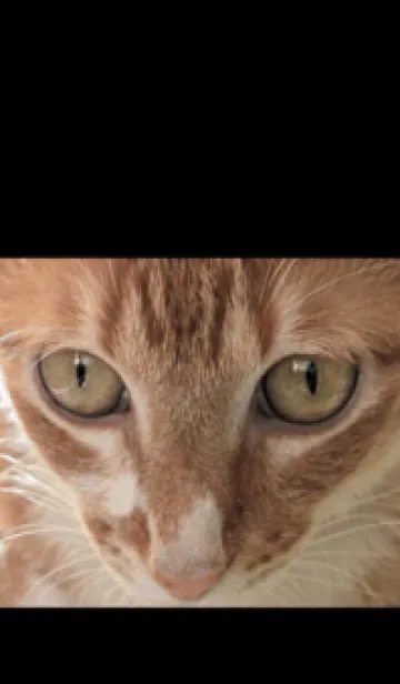 [LINE着せ替え] かわいい家の猫 TxAmMの画像1