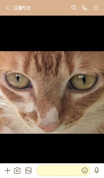 [LINE着せ替え] かわいい家の猫 TxAmMの画像2