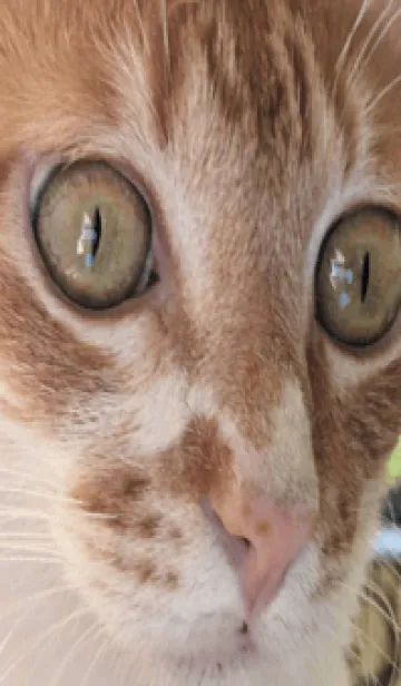 かわいい家の猫 uu0LGの着せ替えメイン画像