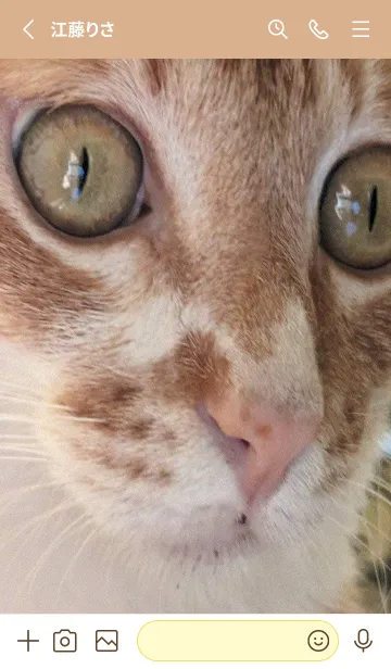 [LINE着せ替え] かわいい家の猫 uu0LGの画像2