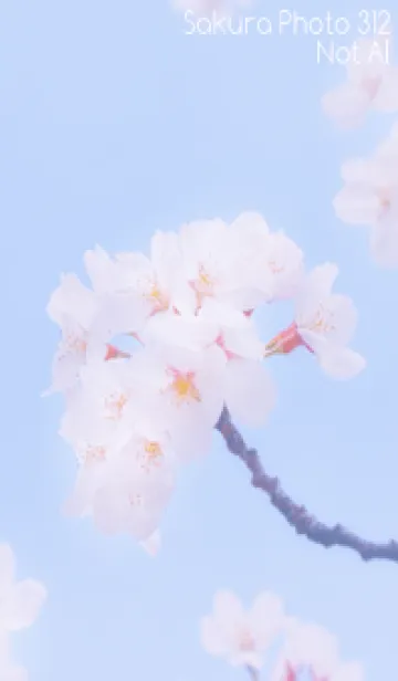 [LINE着せ替え] Sakura Photo 312 Not AIの画像1
