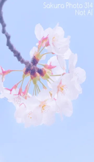 [LINE着せ替え] Sakura Photo 314 Not AIの画像1