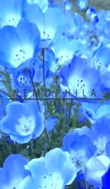 [LINE着せ替え] NEMOPHILA-Flowerの画像1