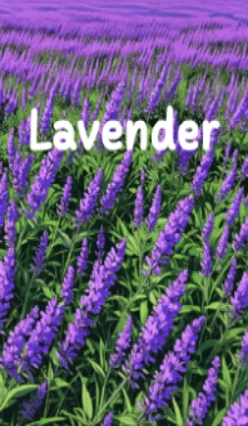 [LINE着せ替え] Lavender Field : Flower Fieldの画像1