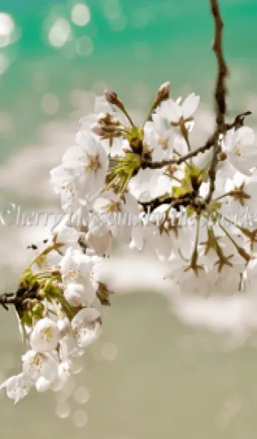 [LINE着せ替え] 海辺の桜の画像1