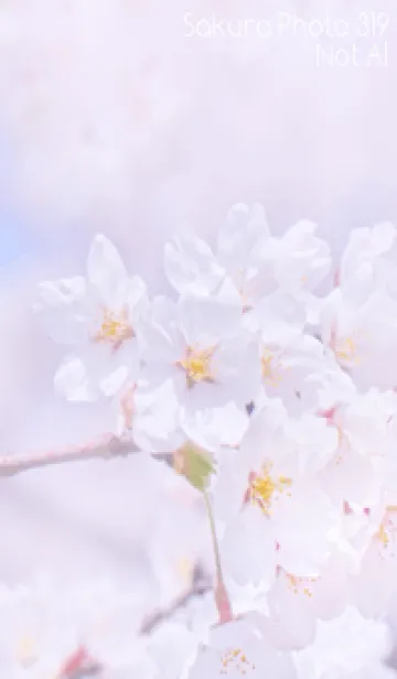 [LINE着せ替え] Sakura Photo 319 Not AIの画像1