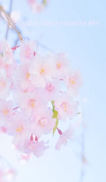 [LINE着せ替え] Real double cherry blossom #8-6の画像1