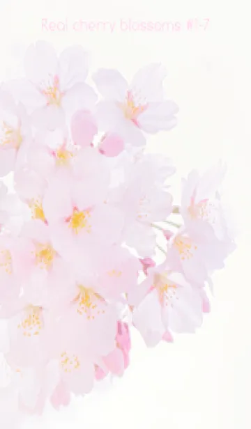 [LINE着せ替え] Real cherry blossom #1-7の画像1