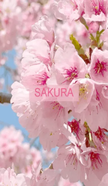 Spring is almost here. SAKURA.46の着せ替えメイン画像