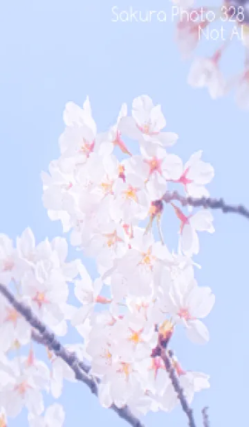 [LINE着せ替え] Sakura Photo 328 Not AIの画像1