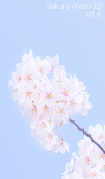 [LINE着せ替え] Sakura Photo 329 Not AIの画像1