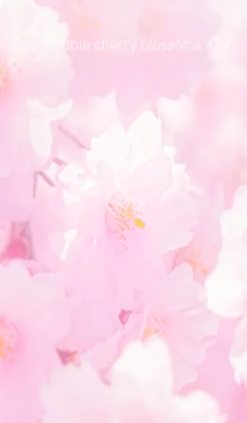 [LINE着せ替え] Real double cherry blossom #2-7の画像1