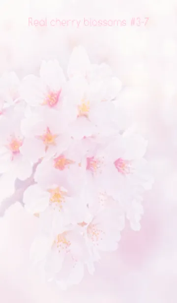 [LINE着せ替え] Real cherry blossom #3-7の画像1