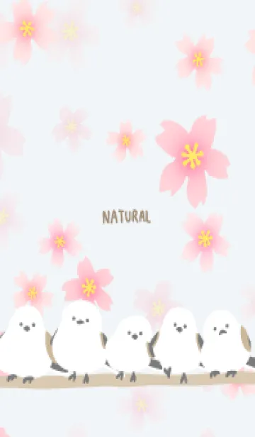 [LINE着せ替え] シマエナガ 桜咲く27の画像1