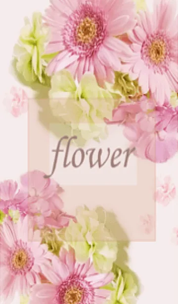[LINE着せ替え] 優しい幸せに包まれるガーベラの花・3の画像1