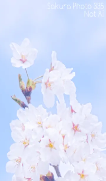 [LINE着せ替え] Sakura Photo 335 Not AIの画像1