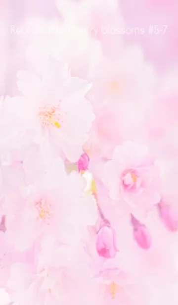 [LINE着せ替え] Real double cherry blossom #5-7の画像1