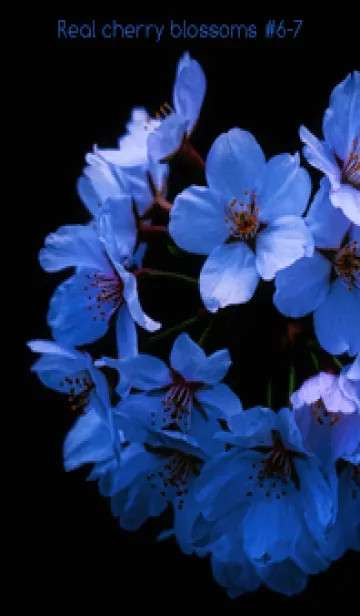 [LINE着せ替え] Real cherry blossom #6-7の画像1