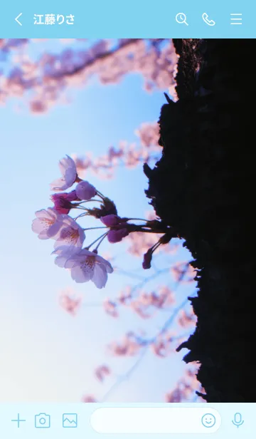 [LINE着せ替え] Real cherry blossom #7-7の画像2