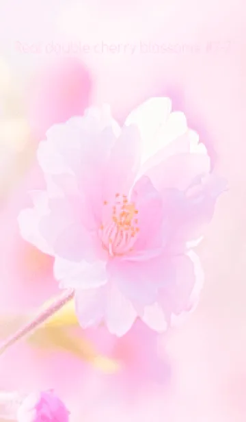 [LINE着せ替え] Real double cherry blossom #7-7の画像1