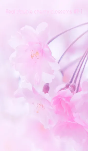 [LINE着せ替え] Real double cherry blossom #9-1の画像1