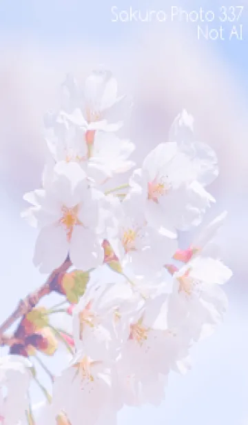 [LINE着せ替え] Sakura Photo 337 Not AIの画像1