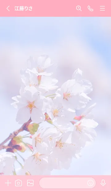 [LINE着せ替え] Sakura Photo 337 Not AIの画像2