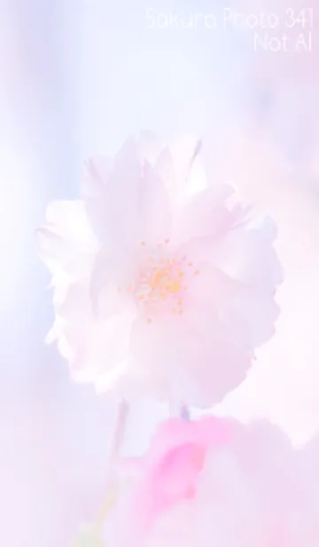 [LINE着せ替え] Sakura Photo 341 Not AIの画像1