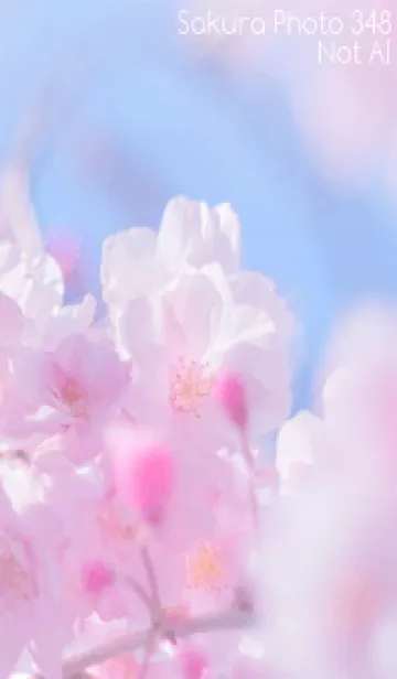 [LINE着せ替え] Sakura Photo 348 Not AIの画像1