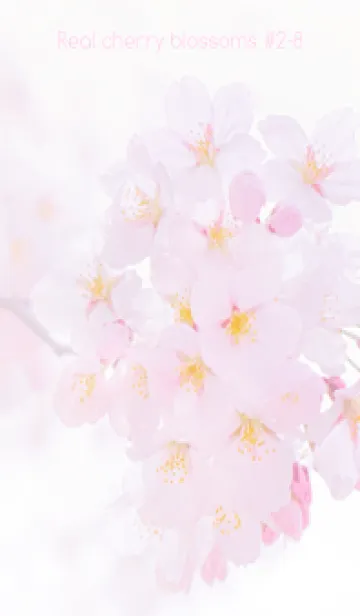 [LINE着せ替え] Real cherry blossom #2-8の画像1