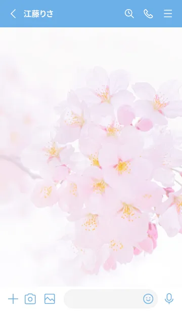 [LINE着せ替え] Real cherry blossom #2-8の画像2