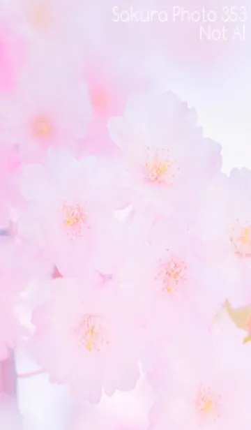 [LINE着せ替え] Sakura Photo 353 Not AIの画像1