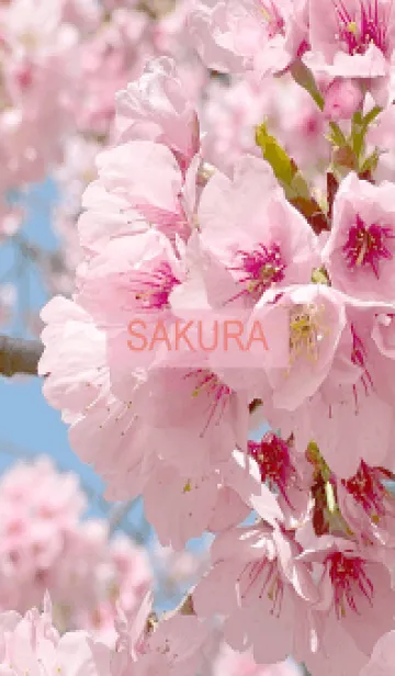 [LINE着せ替え] Spring is almost here. SAKURA.54の画像1