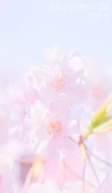 [LINE着せ替え] Sakura Photo 355 Not AIの画像1