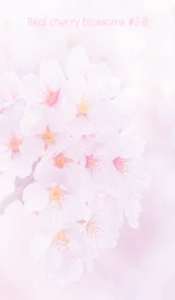 [LINE着せ替え] Real cherry blossom #3-8の画像1