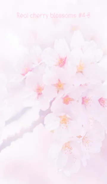 [LINE着せ替え] Real cherry blossom #4-8の画像1